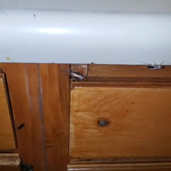 Residential Pest Control