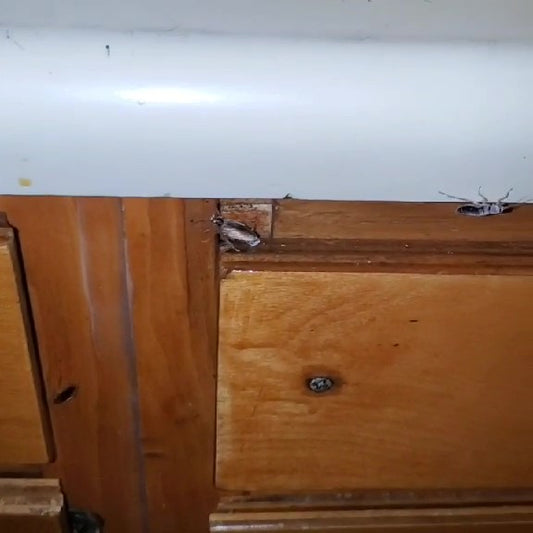 Residential Pest Control
